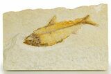 Detailed Fossil Fish (Knightia) - Wyoming #340814-1